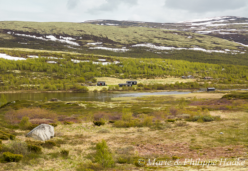 Dovrefjell 1939.jpg - Parc national du Dovrefjell (Norvège, juin 2012)